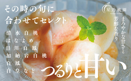 【発送月固定定期便】【人気セット】星乃フルーツ 桃+シャインマスカット全2回【配送不可地域：離島・北海道・沖縄県】【4067234】