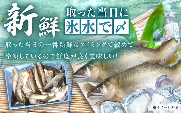 天然あゆ 18-20cm 10匹 / 恵那市 / 恵那物産館 [AUFS008]