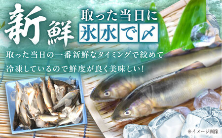 天然あゆ 18-20cm 5匹 / 恵那市 / 恵那物産館 [AUFS009]