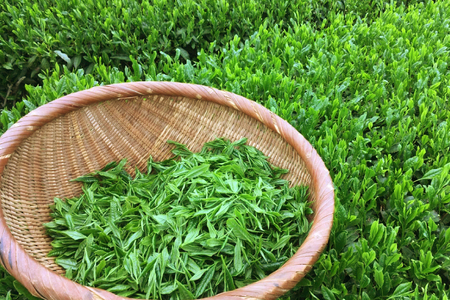緑茶 長崎 そのぎ茶 特上 夕凪 90g 3袋 [中山茶園 長崎県 東彼杵町 hs42bag610000]