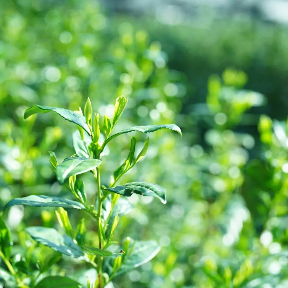 【つりい京都】茶壷ショコラ