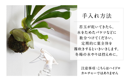 コウモリラン（ビカクシダ） 苔玉 インテリア 緑 グリーン 植物 簡単 初心者 かわいい 自然 おしゃれ 送料無料 Green Walk グリーンウォーク 愛知県 豊橋市