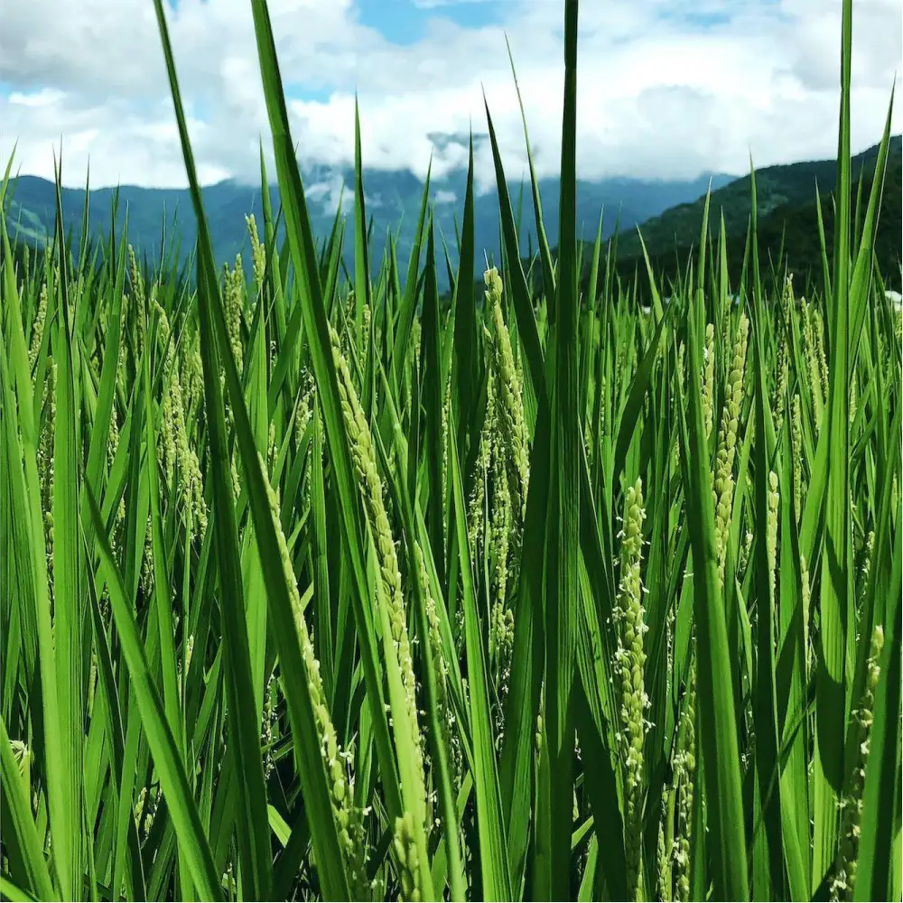 【令和7年産】南魚沼産こがねもち3kg　八海山の里で実りました。　　