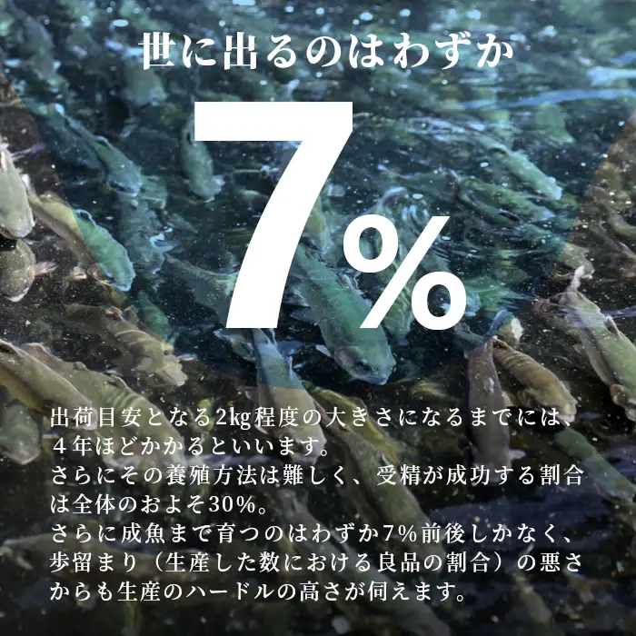 国産サーモン 生食可 無添加 絹姫サーモン カット 200g（100g×2) スペシャルトラウトサーモン 冷凍フィーレトラウトサーモン 鮭 魚 刺身 お刺身 ご当地 天然 産地直送 川育ち 味付けなし 魚介 魚介類 -120