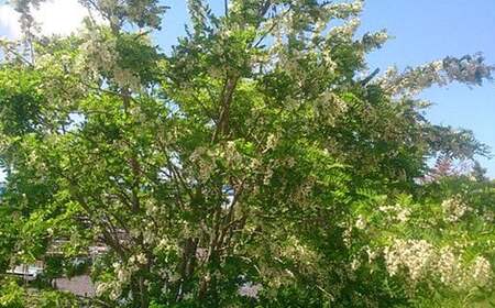 【定期便 6回】純国産 アカシアはちみつ 260g｜非加熱 純粋 天然 蜂蜜 単花蜜 アカシヤ ハチミツ ギフト｜千葉県 君津市