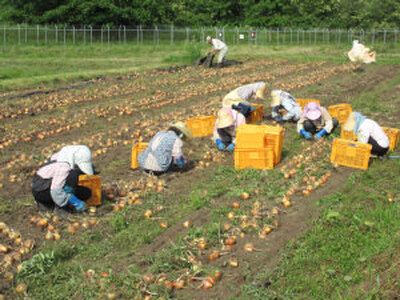 予約受付 たまねぎ 5kg さらき産【2026年7月発送開始】令和8年産 国産 玉ねぎ 玉葱 カレー シチュー 新鮮 フレッシュ オニオン サラダ BBQ 焼肉 野菜 Mサイズ Lサイズ 2Lサイズ 株式会社さらき  岩手県 北上市 B0363 