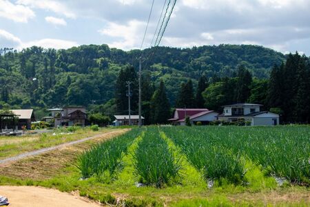 予約受付 たまねぎ 10kg さらき産【2026年7月発送開始】 岩手県 北上市 C0447 令和8年産 国産 玉ねぎ 玉葱 カレー シチュー 新鮮 フレッシュ オニオン サラダ BBQ 焼肉 野菜 Mサイズ Lサイズ 2Lサイズ 株式会社さらき