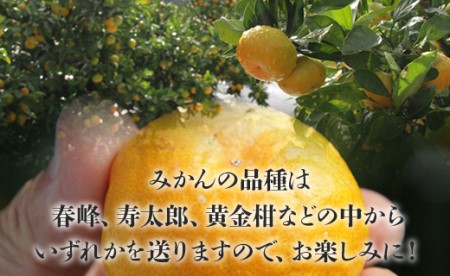 文旦とみかんのプチBOX 約3kg - 果物 くだもの フルーツ 柑橘類 ぶんたん ブンタン ミカン 詰め合わせ つめあわせ セット 食べ比べ お楽しみ おいしい 特産品 ms-0088