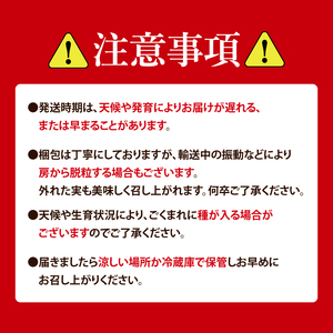 【9月上旬より順次発送】【数量限定】種なし巨峰 約1.5キロ（３～４房）（MA-1）