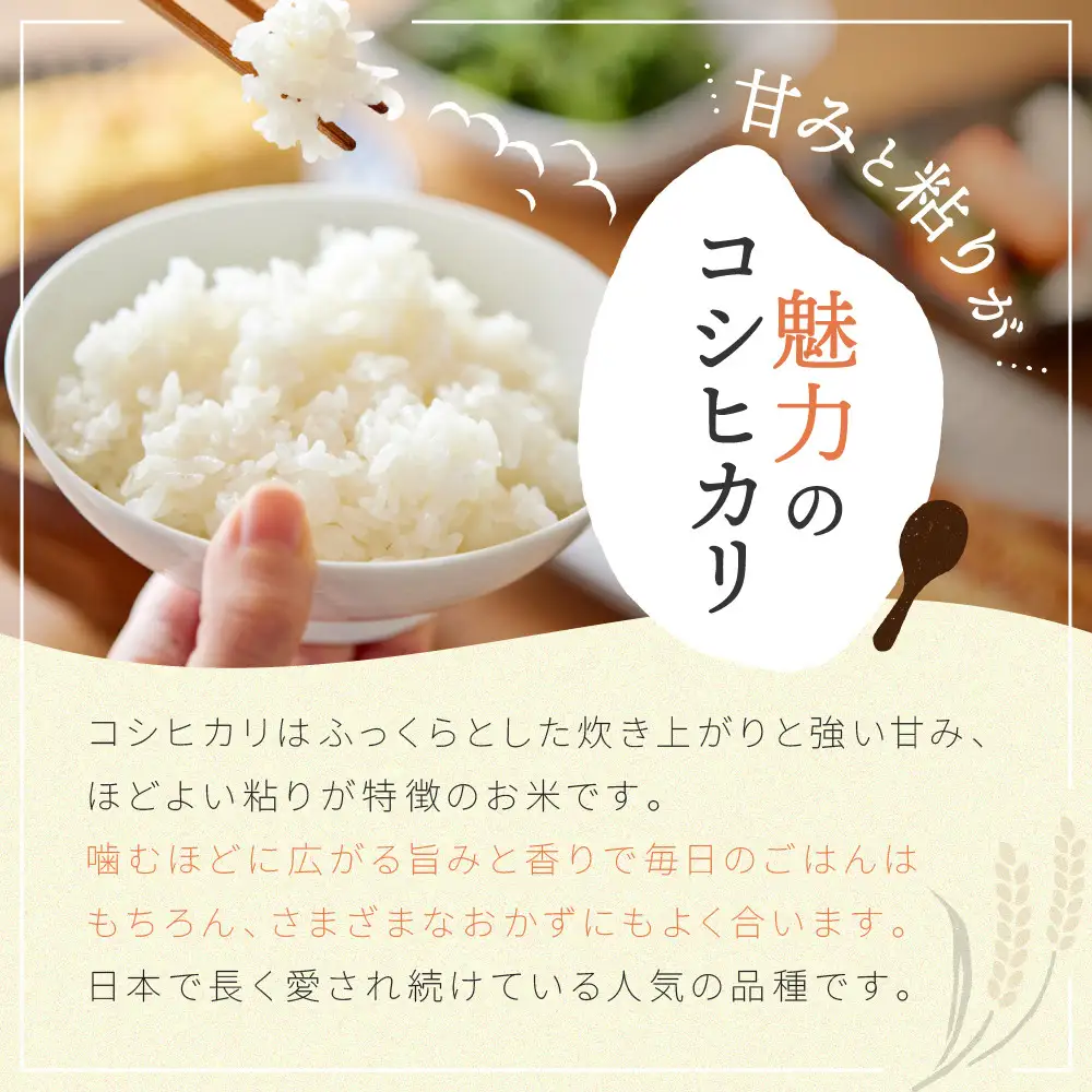 【令和7年産米】南魚沼産コシヒカリ 白米 5kg【銘柄米 ブランド米 精米 こしひかり コシヒカリ 魚沼産 新潟米 産地直送 お米 米 こめ コメ ご飯 御飯 ごはん】