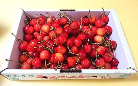 【数量限定】 大きめサイズ厳選！ さくらんぼ 佐藤錦 約1kg (バラ詰め) 《西塚農園》 F21U-317