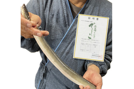 ブランド鰻【でしこ】 うなぎ 国産 静岡 雌うなぎ 炭火 白焼 大 約150g 2串 計300g [ヤママツ村田商店 静岡県 吉田町 22424589-a]