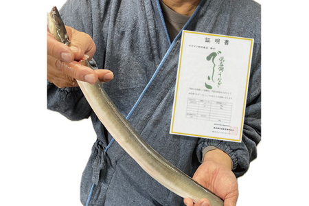 ブランド鰻【でしこ】 うなぎ 国産 静岡 雌うなぎ 炭火 白焼 長焼 200g 1尾 [ヤママツ村田商店 静岡県 吉田町 22424593-a]