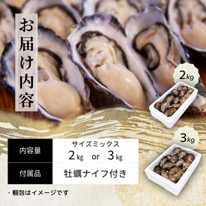 【7営業日以内発送】愛南 オイスター 3kg  牡蠣 加熱用 殻付きかき