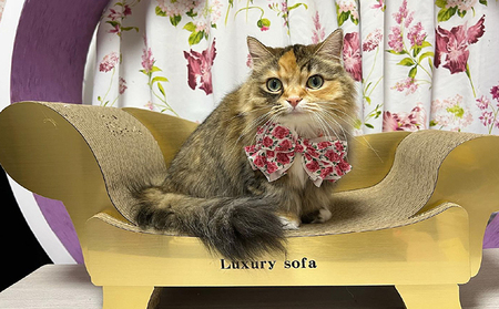 猫の爪とぎ ゴールドラグジュアリーソファ 猫 ねこ ネコ cat 爪とぎ ダンボール 丈夫 写真映え 日本製 常滑市 国産 おもちゃ ペット ソファ インテリア かわいい 動物 猫用品 猫用玩具 グッズ 愛猫へのプレゼント ペット用品