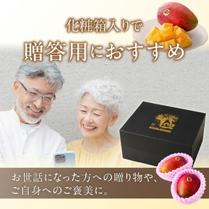 【2026年6月以降お届け】極　完熟マンゴー（2玉：約1.1kg）_完熟マンゴー 2玉 約 1.1kg 久留米産 平均糖度 17度～18度 完熟 マンゴー 国産 フルーツ トロピカルフルーツ 果物 デザート 冷蔵 クール便 お取り寄せ お取り寄せフルーツ 福岡県 久留米市 送料無料 〔Fm018〕