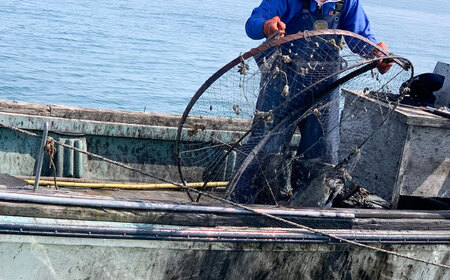 甲イカ一夜干し 5枚 [BGAW001] いか 干物