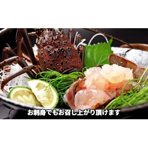C02-E43 活〆冷凍伊勢海老 1.2kg