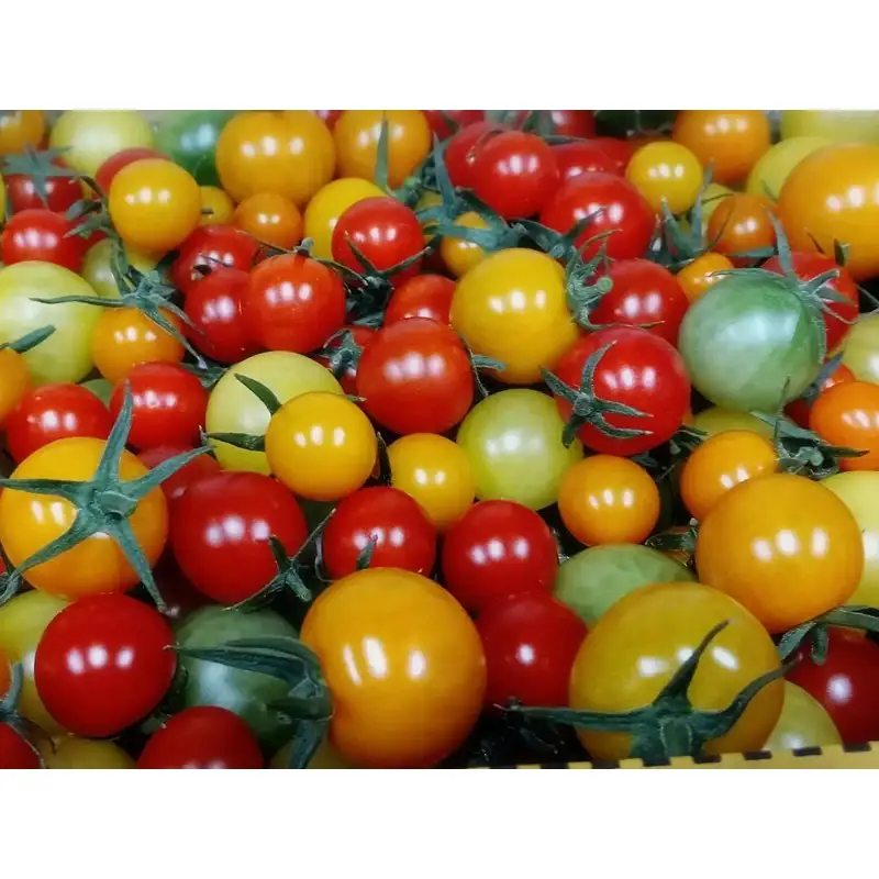 【旬の野菜定期便】イチゴやヤサイ 全5種  旬野菜
