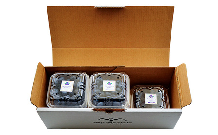 山形の朝摘み生ブルーベリー「ガイアの雫」500g(100g×5パック) 【令和8年産先行予約】FS25-705 くだもの 果物 フルーツ 山形 山形県 山形市 2026年産