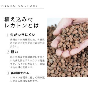 サンスベリアローレンチ （鉢色：グレー） モノトーン130陶器鉢 水位計つきセット インテリア 緑 グリーン 植物 簡単 初心者 かわいい 自然 おしゃれ 送料無料 Green Walk グリーンウォーク 愛知県 豊橋市