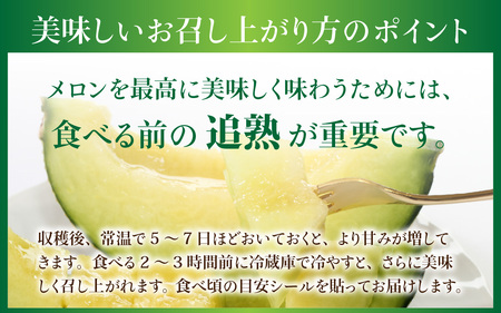 【先行予約】【訳あり】立体栽培の甘味凝縮アンデスメロン [A-180001] 【2026年6月下旬発送予定】【福井市三里浜砂丘地産】2L～５Lサイズ　2～3玉入り　約3Kg以上 / メロン アンデス めろん フルーツ 果肉 スイーツ 旬 福井 ふくい