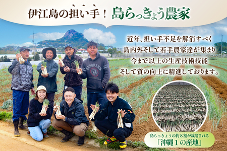 【期間限定発送】島らっきょう 生 約 1kg [畑シンカ 沖縄県 伊江村 ie47bde250000]