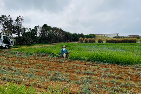 らっきょう 島らっきょうの甘酢漬け 100g 10個 [NOGUS 沖縄県 伊江村 ie47bde420001]