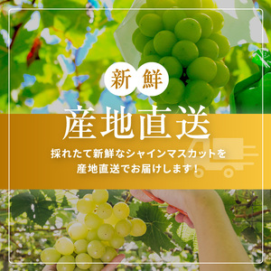 【先行受付】信州産 シャインマスカット 2房（約1kg）