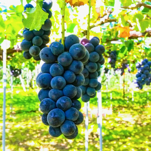 【先行受付】信州産 種無し巨峰 2房 約1kg