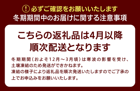 植木　ドウダンツツジ　0.7ｍ