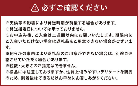 【訳あり】長崎産 茂木びわ「なつたより」2L（12粒入り）【2026年5月上旬～6月下旬迄発送予定】 ／ びわ 枇杷 果物 フルーツ 食品 九州 訳アリ わけあり 理由あり 長崎県 長崎市 常温