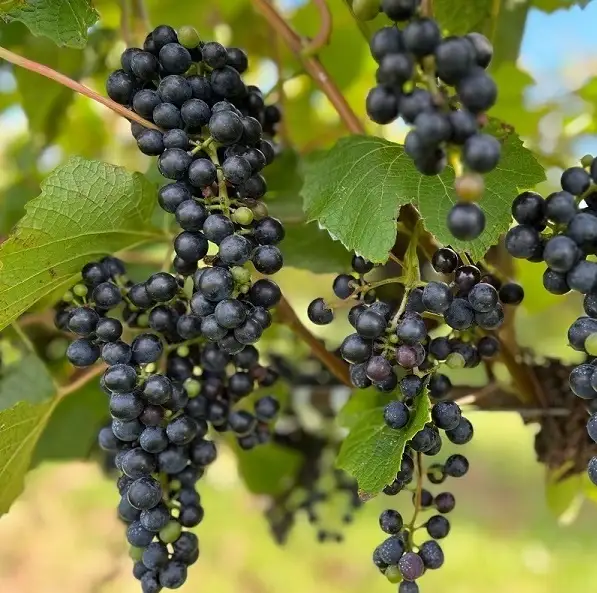 十勝ワイン 清見（キヨミ）1999　グレートビンテージ 720ml 北海道池田町 ビンテージ 赤ワイン 数量限定