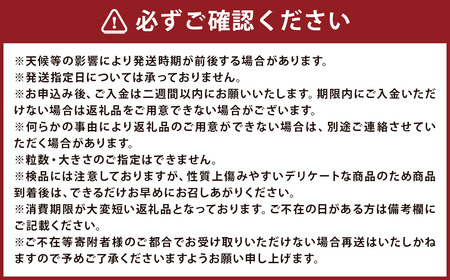 長崎 茂木びわ 『なつたより』 3L 計8玉 【2026年5月上旬～6月下旬迄発送予定】  びわ 枇杷 ビワ 長崎びわ