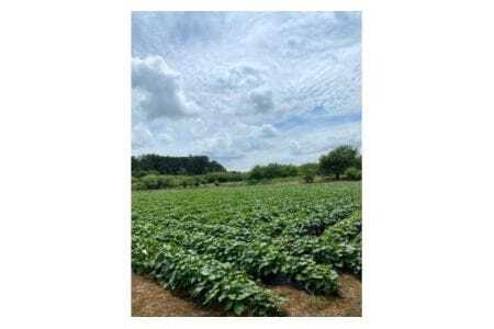 低温熟成 茨城県産 紅はるか さつまいも Lサイズ 5kg ねっとり 甘い 高糖度 大きい L サイズ べにはるか サツマイモ 焼き芋 最適 60日以上熟成 しっとり 食物繊維 ビタミン 健康 旨味 甘み 増す おやつ ギフト 贈答用 さつま芋 石岡市 (A22-001)