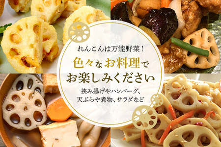 れんこん 1kg (サイズいろいろ) 蓮根 レンコン 国産 野菜 旬 根菜 料理 産地直送 産直 送料無料 いばらきみどり認定取得 (A23-002)