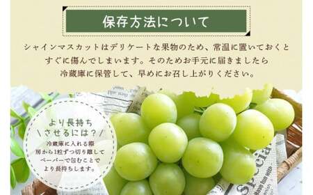 【 2026年 先行予約 】 シャインマスカット 650～750g 石田ぶどう園 1房 種なし ぶどう ブドウ 国産 果物 くだもの 大粒 葡萄 種無し フルーツ 9月 10月 発送 秋 旬 品種 茨城県産 産地直送 産直 農家直送 冷蔵 茨城県 石岡市 (A02-006)