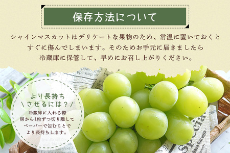 【 2026年 先行予約 】 シャインマスカット1.2kg 石田ぶどう園 2～3房 種なし ぶどう ブドウ 国産 果物 くだもの 大粒 葡萄 種無し フルーツ 1.2キロ 1kg 以上 9月 10月 発送 秋 旬 品種 茨城県産 産地直送 産直 農家直送 冷蔵 茨城県 石岡市 (A02-007)