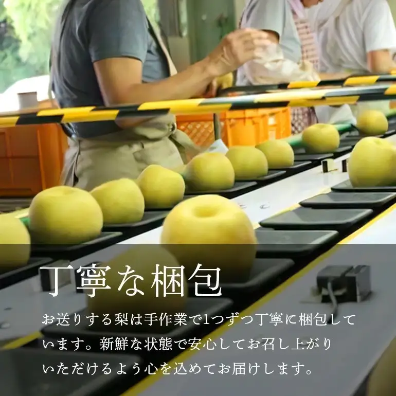 秋月梨 箱込約 5kg（JA新ひたち野）梨 約 8玉 ～12玉 (B01-002)