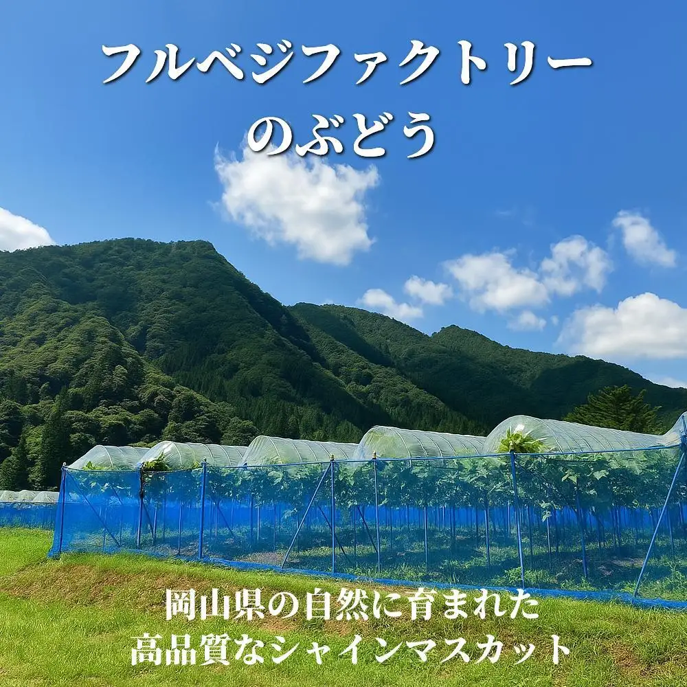 【2026年先行予約】［露地］岡山県産シャインマスカット 2kg （３～５房入）ご家庭用