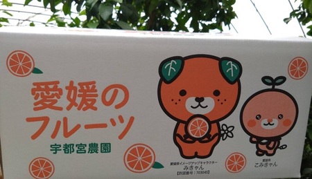 【2027年先行予約】甘平 みかん 愛媛 バラ詰め 5kg 人気 数量限定 先行予約 【2027年2月上旬以降発送】 柑橘 愛媛県産 伊予市｜C131