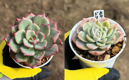 多肉植物 初心者さんも育てやすい エケベリア おまかせ 5種セット 【mucca】[ATHD001]