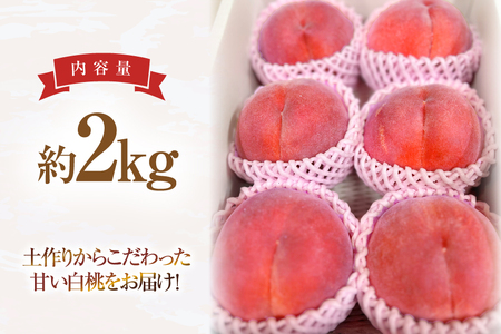 【期間限定発送】 桃 さくら 白桃 2kg [東城農園 山形県 高畠町 tk06ayt370001]