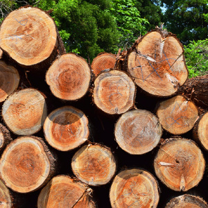 杉の無垢材四方背割り　鍋敷き　コースター 杉 スギ なべしき 国産 木材 (AT004)