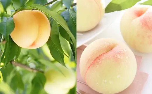 岡山白桃 ロイヤル 3玉 約800g 【2026年7月上旬～7月下旬発送予定】 ／ 白桃 桃 もも モモ
