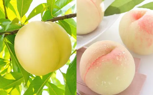 岡山白桃 晩生 ロイヤル 3玉 約800g 【2026年8月下旬発送予定】 ／ 白桃 桃 もも モモ