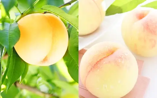 清水白桃 エース 3玉 約750g 【2026年7月上旬～7月下旬発送予定】 ／ 白桃 桃 もも モモ
