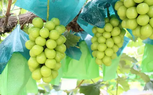 【ご家庭用】 シャインマスカット 2～3房 計約1.3kg 【2026年9月上旬～10月下旬発送予定】 ／ マスカット 葡萄 ブドウ 種無し 種なし