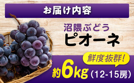 【期間限定/8月下旬〜9月上旬頃発送】 沼隈ぶどう「ピオーネ」 約2kg×3 12から15房（種なし） [BAEV007] ぶどう