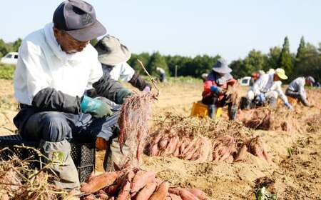 004-1304 シルク姫 約5kg（A品） さつまいも いも イモ 芋 シルクスイート 国産 常温 大分県 豊後大野市 【2025年9月上旬～2026年5月下旬発送予定】